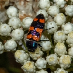 Castiarina livida at Bungonia, NSW - 22 Dec 2024