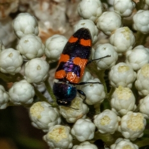 Castiarina livida at Bungonia, NSW - 22 Dec 2024