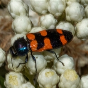 Castiarina livida at Bungonia, NSW - 22 Dec 2024