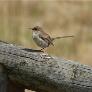 Malurus cyaneus at Risdon, TAS by VanessaC