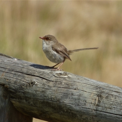 Malurus cyaneus (Superb Fairywren) at Risdon, TAS - 10 Feb 2023 by VanessaC