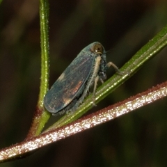 Unidentified Leafhopper or planthopper (Hemiptera, several families) at Bungonia, NSW - 22 Dec 2024 by AlisonMilton