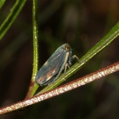 Neotartessus flavipes at Bungonia, NSW - 22 Dec 2024