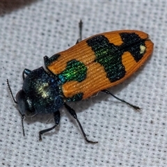 Castiarina hilaris (A jewel beetle) at Bungonia, NSW - 22 Dec 2024 by AlisonMilton