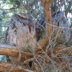 Podargus strigoides (Tawny Frogmouth) at Brighton, TAS - 30 Apr 2023 by VanessaC