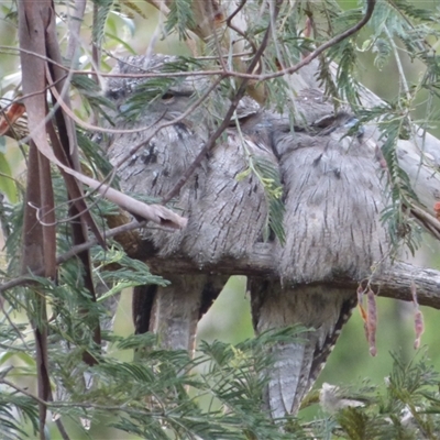 Podargus strigoides (Tawny Frogmouth) at West Hobart, TAS - 20 Jan 2024 by VanessaC