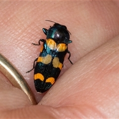 Castiarina flavopicta (Flavopicta jewel beetle) at Bungonia, NSW - 22 Dec 2024 by AlisonMilton