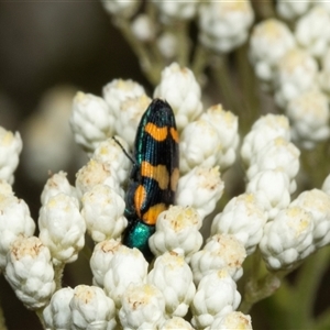 Castiarina flavopicta at Bungonia, NSW - 22 Dec 2024