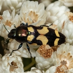 Castiarina flavopicta at Bungonia, NSW - 22 Dec 2024