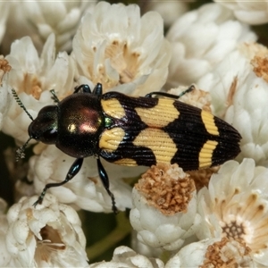 Castiarina flavopicta at Bungonia, NSW - 22 Dec 2024