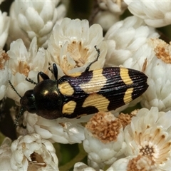 Castiarina flavopicta at Bungonia, NSW - 22 Dec 2024