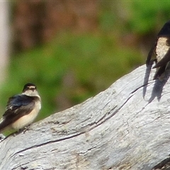 Petrochelidon nigricans (Tree Martin) at Lorinna, TAS - 3 Dec 2022 by VanessaC