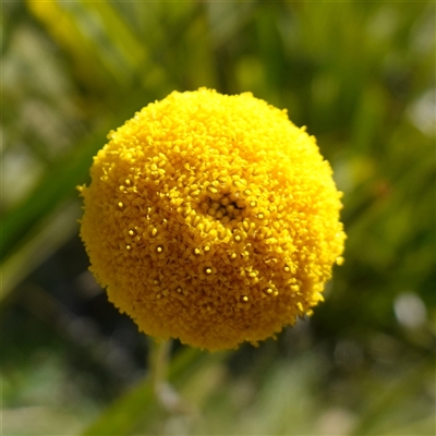 Craspedia paludicola (swamp biilly buttons) at Glen Allen, NSW - 3 Nov 2024 by RobG1