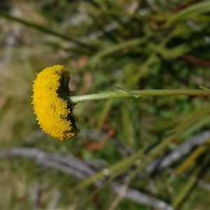 Craspedia paludicola at Glen Allen, NSW - suppressed