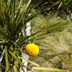 Craspedia paludicola at Glen Allen, NSW - suppressed