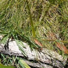 Craspedia paludicola at Glen Allen, NSW - suppressed