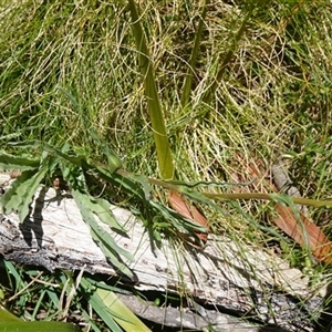 Craspedia paludicola at Glen Allen, NSW - suppressed