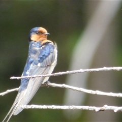 Hirundo neoxena (Welcome Swallow) at Lorinna, TAS - 4 Dec 2022 by VanessaC