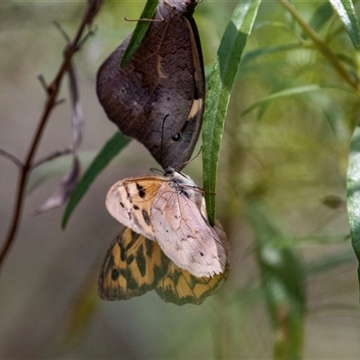 Heteronympha merope (Common Brown Butterfly) at Bungonia, NSW - 22 Dec 2024 by AlisonMilton