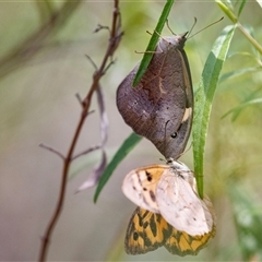 Heteronympha merope at Bungonia, NSW - 22 Dec 2024