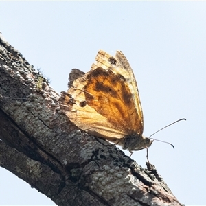 Heteronympha merope at Bungonia, NSW - 22 Dec 2024