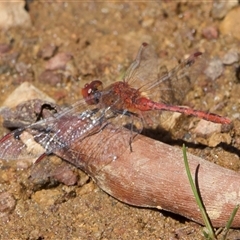 Diplacodes bipunctata (Wandering Percher) at Hackett, ACT - 18 Dec 2024 by Pirom