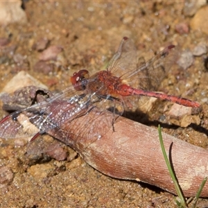 Diplacodes bipunctata (Wandering Percher) at Hackett, ACT by Pirom