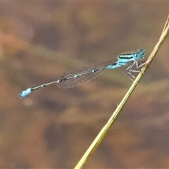 Austroagrion watsoni (Eastern Billabongfly) at Hackett, ACT - 18 Dec 2024 by Pirom
