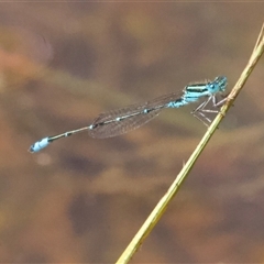 Austroagrion watsoni at Hackett, ACT - 18 Dec 2024 by Pirom