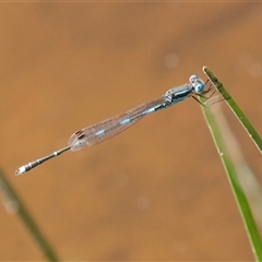 Austrolestes leda at Hackett, ACT - 18 Dec 2024 by Pirom