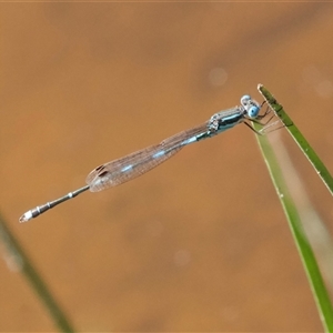 Austrolestes leda at Hackett, ACT - 18 Dec 2024 03:32 PM