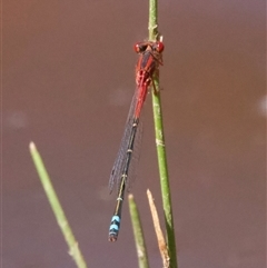 Xanthagrion erythroneurum (Red & Blue Damsel) at Hackett, ACT - 18 Dec 2024 by Pirom