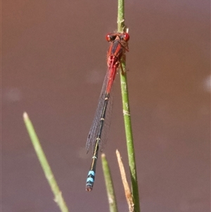 Xanthagrion erythroneurum (Red & Blue Damsel) at Hackett, ACT by Pirom