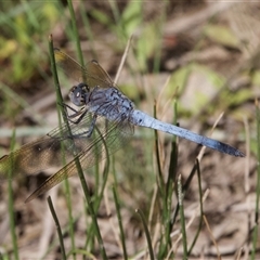 Orthetrum caledonicum (Blue Skimmer) at Hackett, ACT - 18 Dec 2024 by Pirom