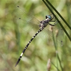 Parasynthemis regina (Royal Tigertail) at Hackett, ACT - 18 Dec 2024 by Pirom