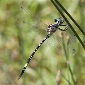 Parasynthemis regina (Royal Tigertail) at Hackett, ACT by Pirom