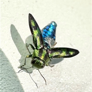 Melobasis purpurascens (A jewel beetle) at Ainslie, ACT by Pirom