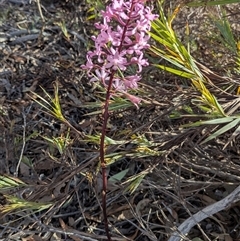 Dipodium roseum (Rosy Hyacinth Orchid) at Sutton, NSW - 23 Dec 2024 by Talie