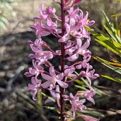 Dipodium roseum at Sutton, NSW - 23 Dec 2024