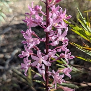 Dipodium roseum at Sutton, NSW - 23 Dec 2024