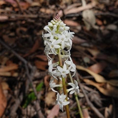 Stackhousia monogyna (Creamy Candles) at Glen Allen, NSW - 3 Nov 2024 by RobG1