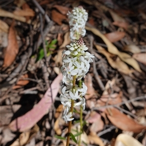 Stackhousia monogyna at Glen Allen, NSW - 3 Nov 2024