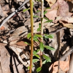 Stackhousia monogyna at Glen Allen, NSW - 3 Nov 2024