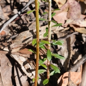 Stackhousia monogyna at Glen Allen, NSW - 3 Nov 2024