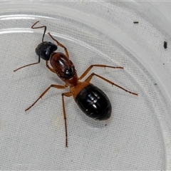 Camponotus consobrinus (Banded sugar ant) at Higgins, ACT - 18 Dec 2024 by AlisonMilton