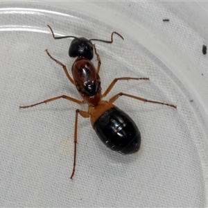 Camponotus consobrinus at Higgins, ACT - 18 Dec 2024