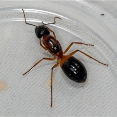 Camponotus consobrinus at Higgins, ACT - 18 Dec 2024