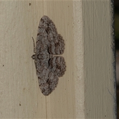 Didymoctenia exsuperata (Thick-lined Bark Moth) at Bungonia, NSW - 20 Dec 2024 by AlisonMilton