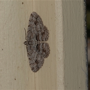 Didymoctenia exsuperata at Bungonia, NSW - 20 Dec 2024