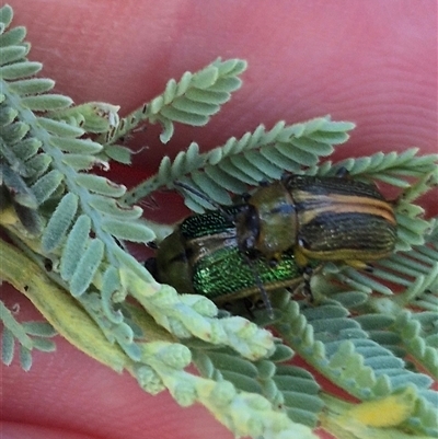 Calomela bartoni (Acacia Leaf Beetle) at Jingera, NSW - 23 Dec 2024 by clarehoneydove